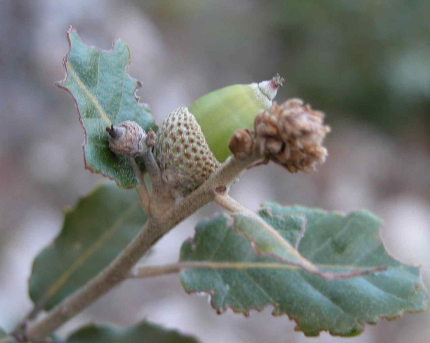 Oak, Holm fruit